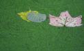 3 leaves